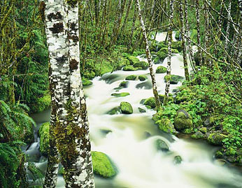 SPRING CREEK Image wat6.14