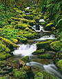 FOREST CREEK Image wat6.18