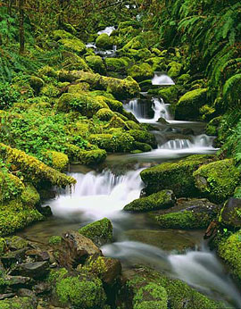 FOREST CREEK Image wat6.18